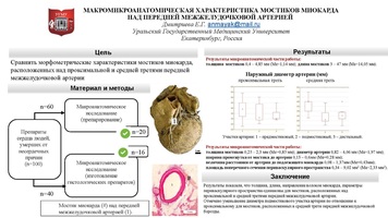 Макромикроанатомическая характеристика мостиков миокарда над передней межжелудочковой артерией